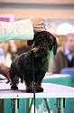 Crufts2011_2 1396